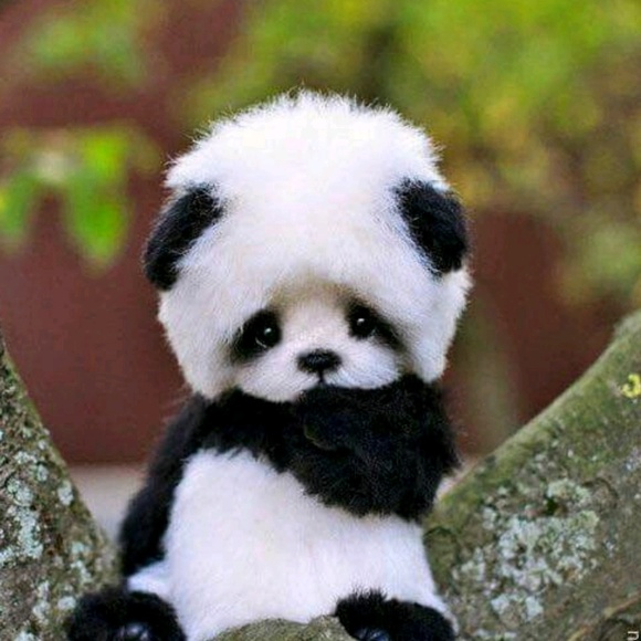 happy_pandas